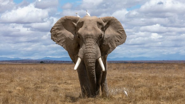 Eco Elephant Soft Toy