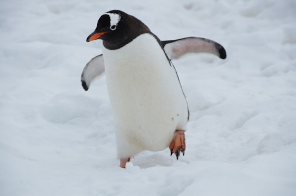 Eco Penguin Soft Toy
