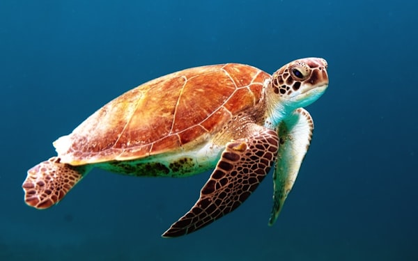 Eco Sea Turtle Soft Toy