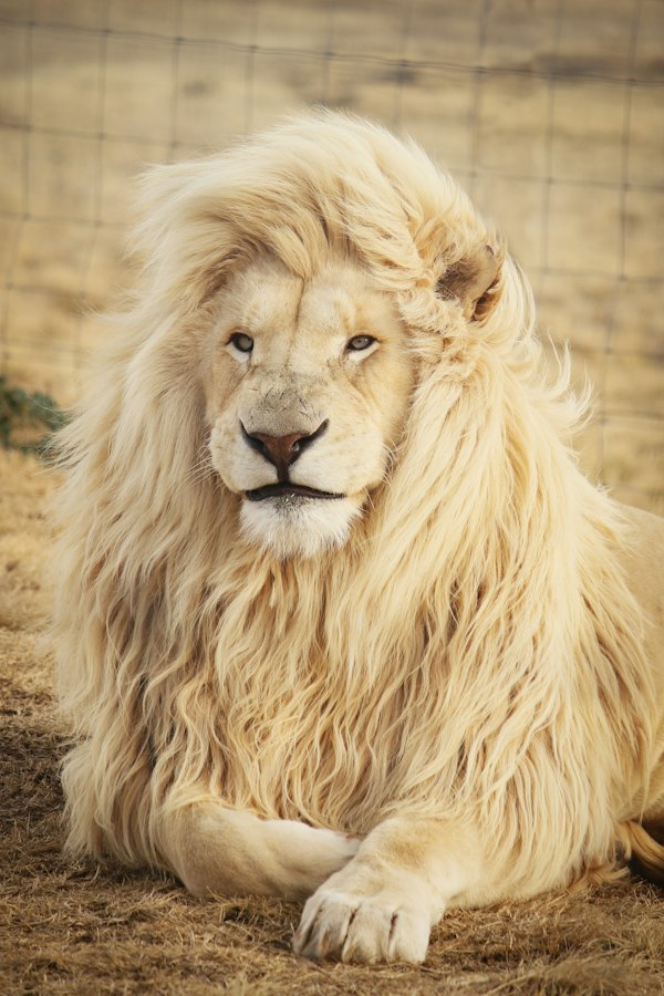 Royal Safari Lion Soft Toy
