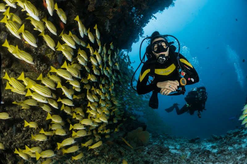 Sea Life