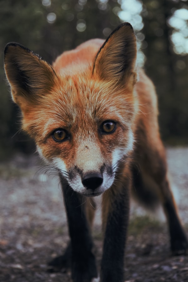 Mini Flopsie Red Fox