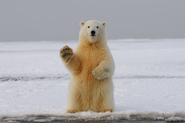 Cuddly Grizzly Bear Cub