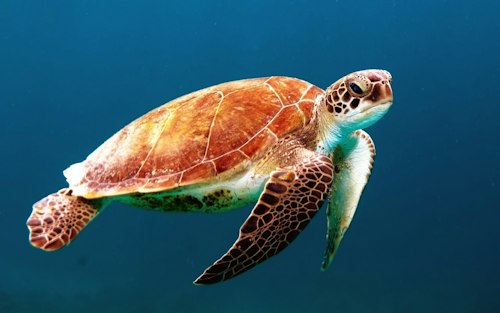 Sea Turtle with Recycled Shell