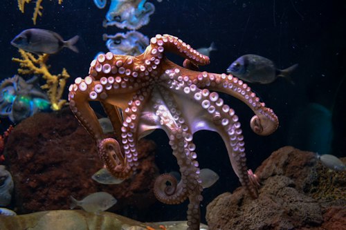 Giant Squid Plush
