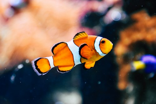 Clownfish Coral Pal