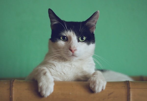 Mini Flopsie Calico Cat