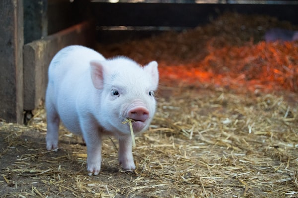 Spudster Piglet