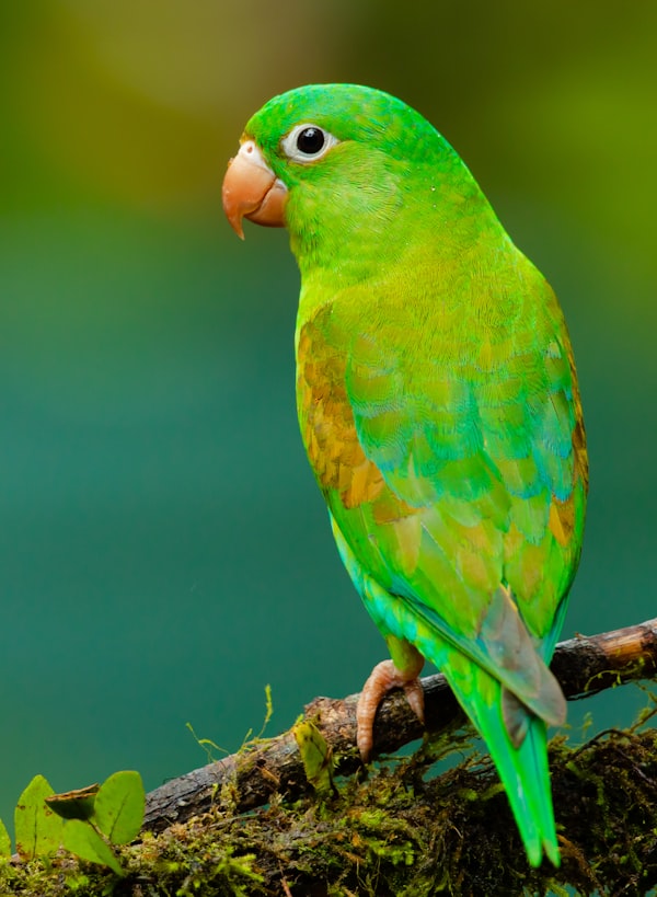 Shoulderkin Parrot