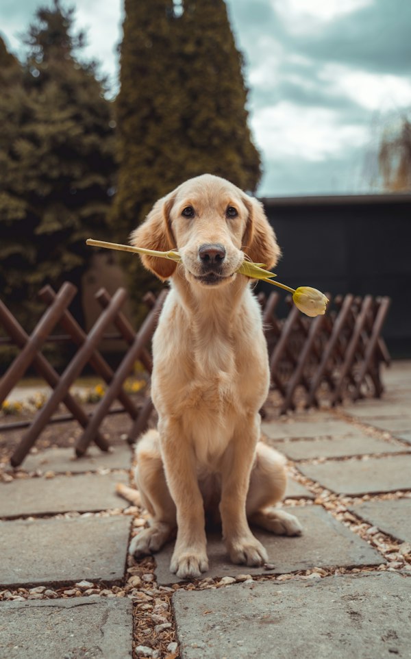 Golden Retriever Puppy Soft Toy