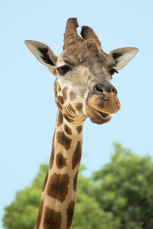 Gentle Giraffe Plush Toy